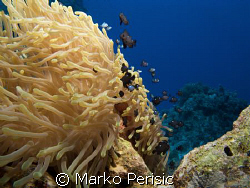 A reef scene of juvenile Three-spot Dascyllus (dascyllus ... by Marko Perisic 
